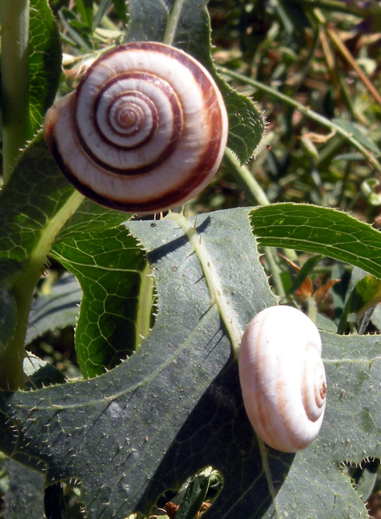 Cernuella neglecta?